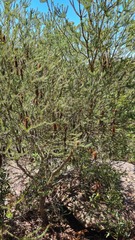 Banksia ericifolia