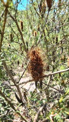 Banksia ericifolia