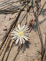 Mesembryanthemum canaliculatum