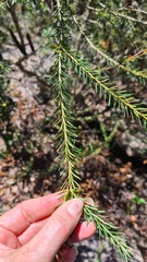 Banksia ericifolia