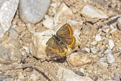 Aricia agestis