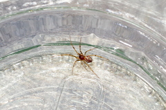 Steatoda triangulosa