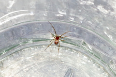 Steatoda triangulosa