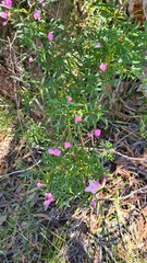 Boronia pinnata