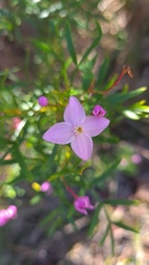 Boronia pinnata