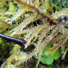 Rhytidiadelphus loreus