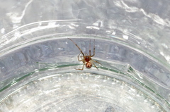 Steatoda triangulosa