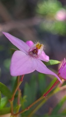 Boronia pinnata