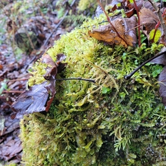 Rhytidiadelphus loreus