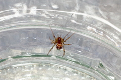 Steatoda triangulosa