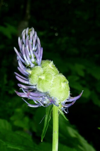 Dasineura phyteumatis