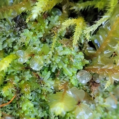 Riccardia multifida