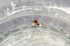 Steatoda triangulosa