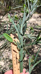 Bossiaea scolopendria