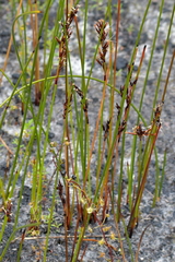 Machaerina juncea
