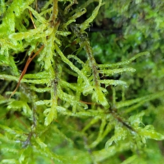 Sanionia uncinata