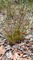 Schoenus ericetorum