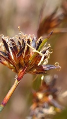 Schoenus ericetorum