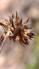 Schoenus ericetorum