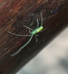 Tetragnatha subsquamata