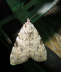 Catocala amica