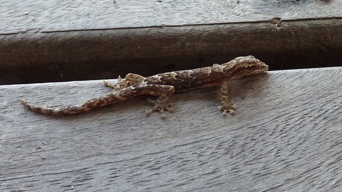 Lepidodactylus lugubris observed 2010-11-09