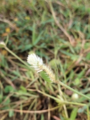Gomphrena celosioides