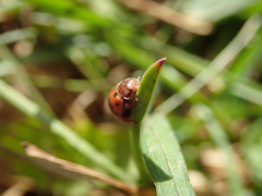 Subcoccinella vigintiquatuorpunctata