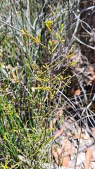 Leucopogon microphyllus