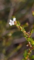 Leucopogon microphyllus