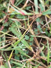 Eragrostis intermedia