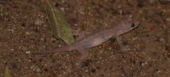 Hemidactylus