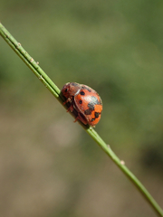 Subcoccinella vigintiquatuorpunctata