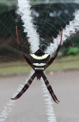 Argiope reinwardti