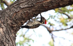 Dinopium benghalense