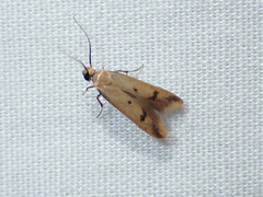 Tachystola hemisema