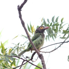 Psilopogon zeylanicus
