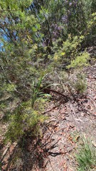 Dianella longifolia