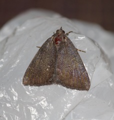 Noctuoidea