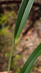 Dianella longifolia