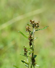 Gamochaeta americana