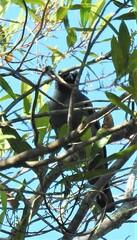 Edolisoma tenuirostre