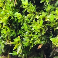 Encalypta streptocarpa