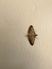 Spilomelinae