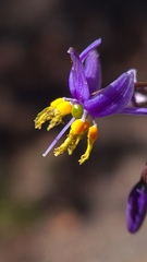 Dianella longifolia