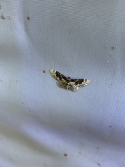 Idaea rusticata