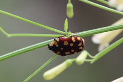 Clinteria klugi rufipennis