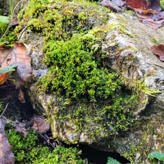 Encalypta streptocarpa