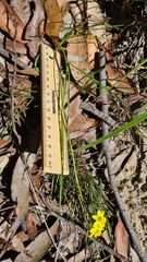 Tricoryne simplex