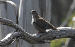 Phaps elegans